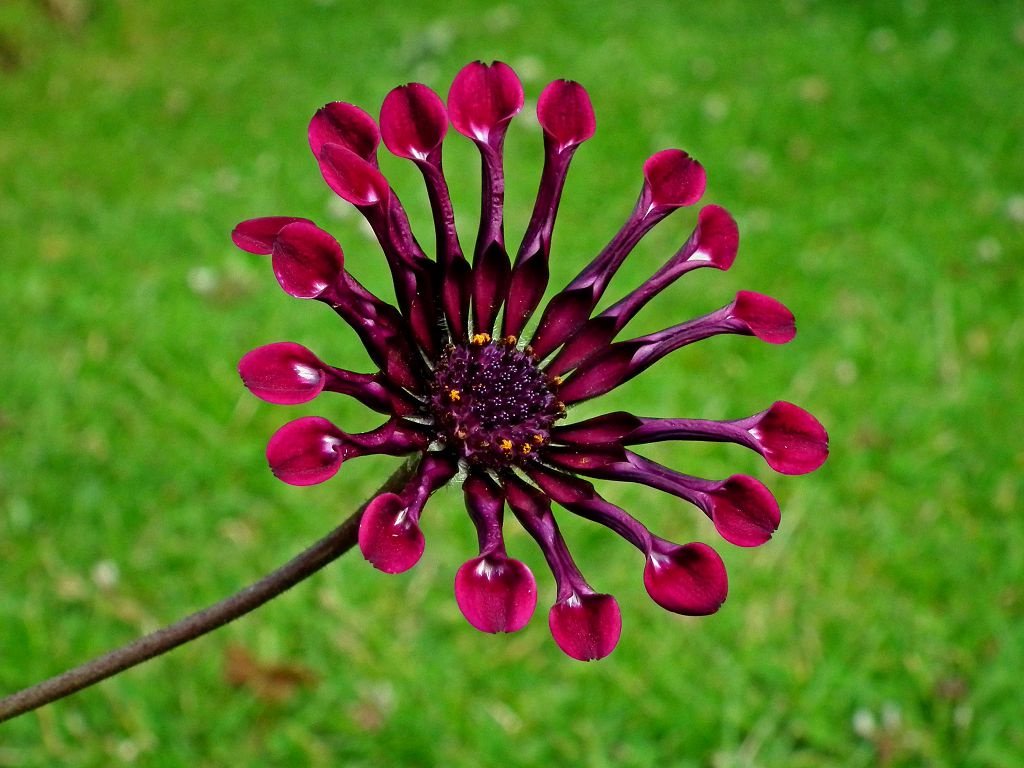 Африканская ромашка цветок фото посадка и уход в открытом грунте