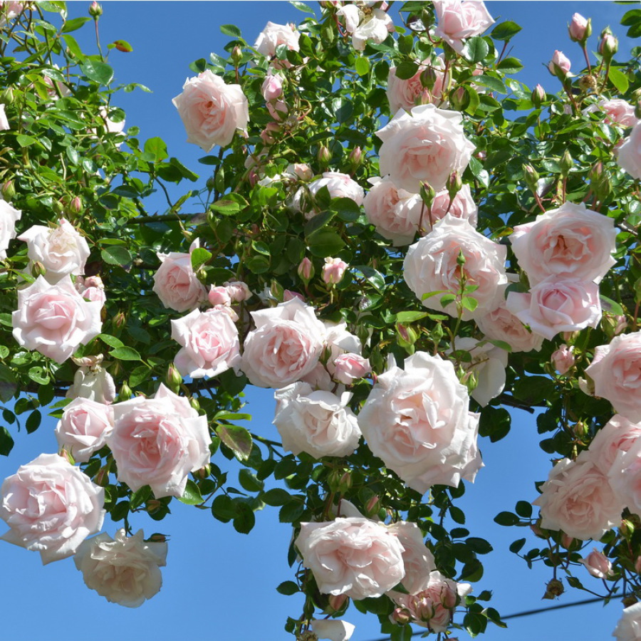 Розы На Урале Фото
