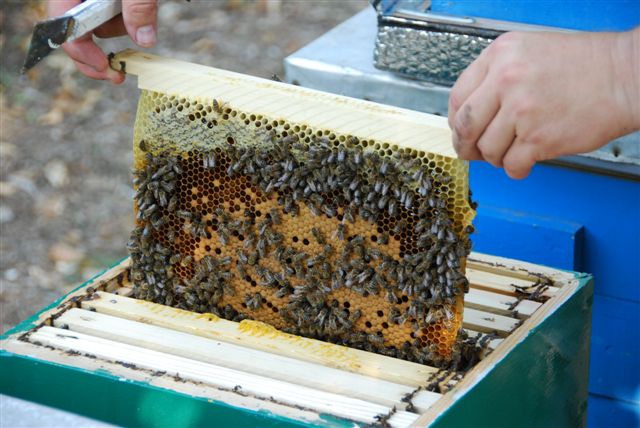 Виды кормушек для пчёл и их изготовление своими руками