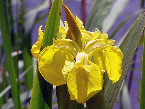İris bataklık veya iris falnoar