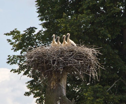 Гнездо из веток — символ домашнего уюта своими руками (фото + видео)