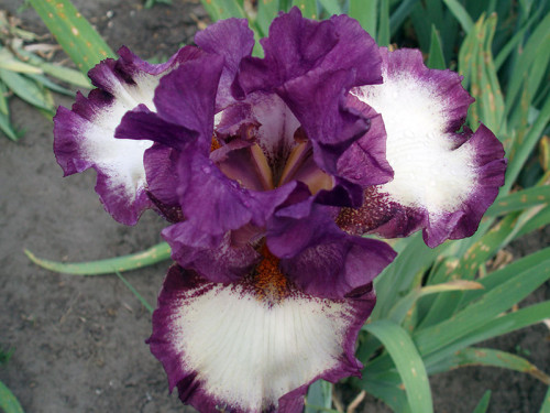 Iris bearded
