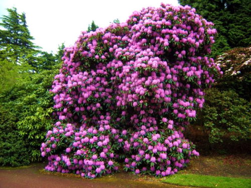 113076384_Rododendron.