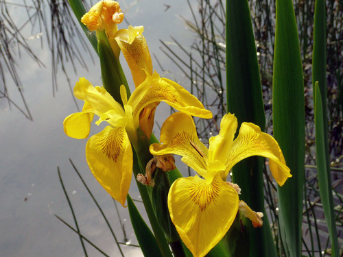 İris bataklık veya iris falnoar