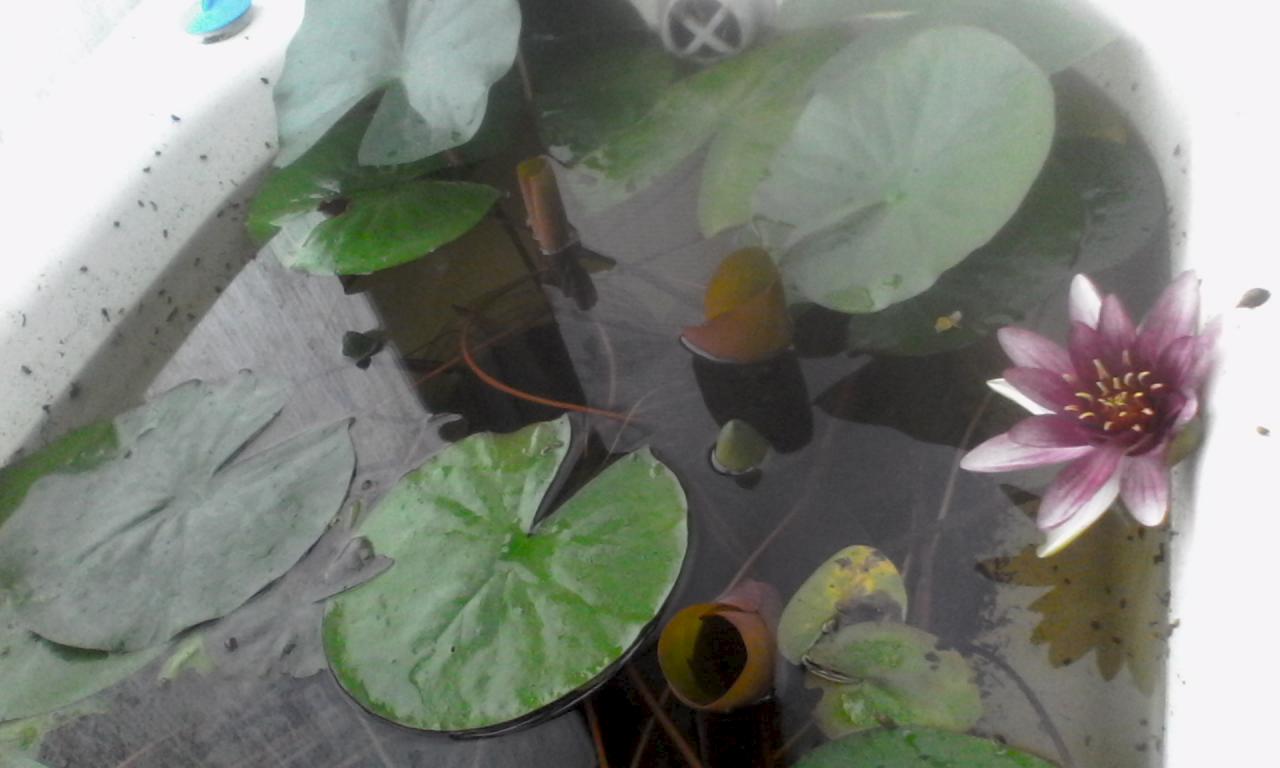 Нимфея - посадка и уход в пруду, особенности выращивания водяной лилии