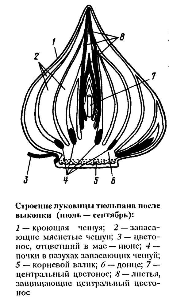 Схема строения луковицы