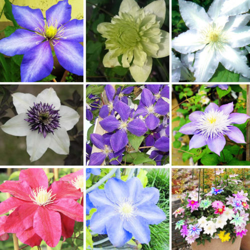 300-pcs-multicolor-clematis-hybridas-seeds-potted-balcony-clematis-font-b-climbing-b-font-font-b