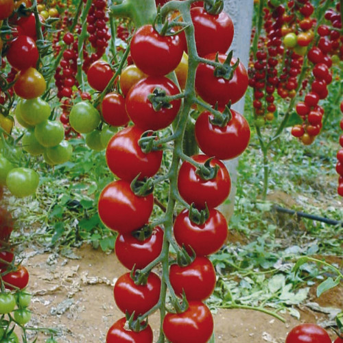 Выращивание помидор черри в теплице