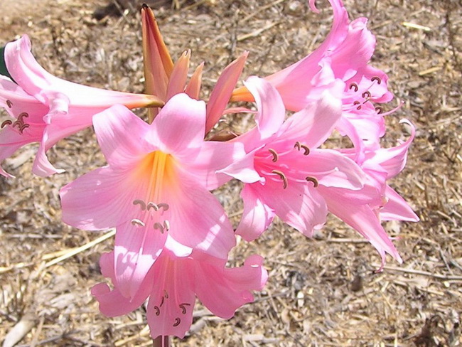 Цветок амариллис уход в домашних условиях во время и после цветения Размножение