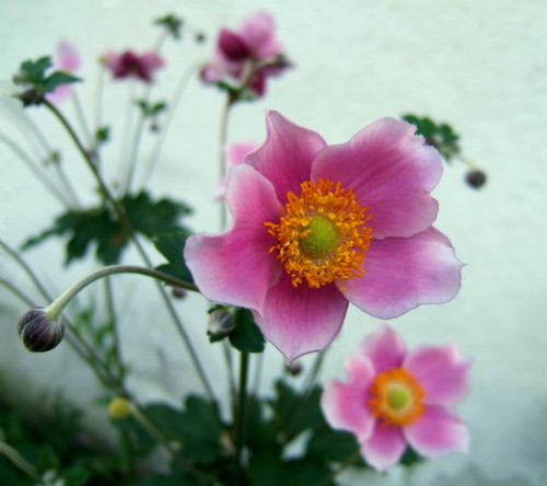 5_anemone.