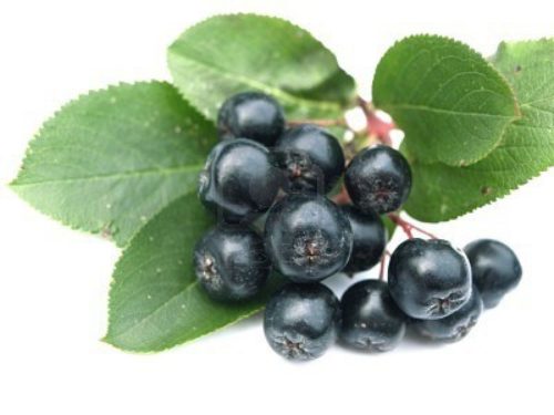 6425712--siyah-chokeberry-aronia-bilinen-bilinen-çok-sağlık-faydaları