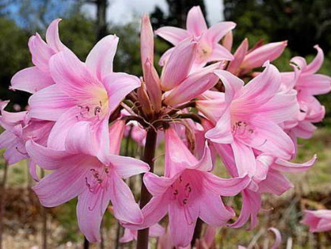 Цветок Амариллис Фото Посадка И Уход