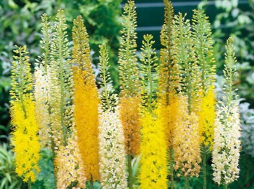 708_2673_foxtail_lily_desert_candle_bg