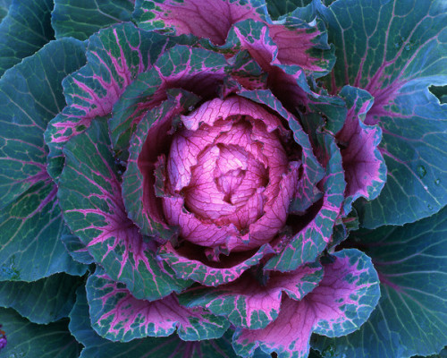 21 Aug 2008, Portland, Oregon, USA --- Close-up of flowering kale, also known as flowering cabbage, in garden in Portland, Oregon. --- Image by © Steve Terrill/Corbis