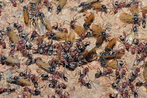 800px-Meat_eater_ant_nest_swarming