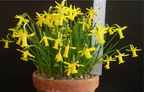 Indoor daffodils, landing and care