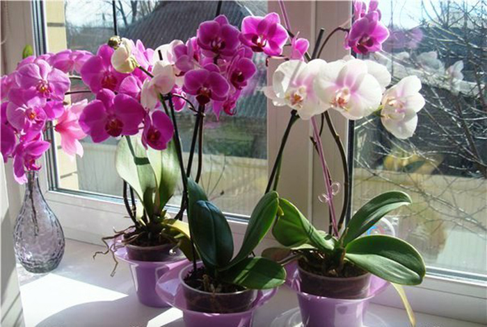 Как Цветет Орхидея В Домашних Условиях Фото