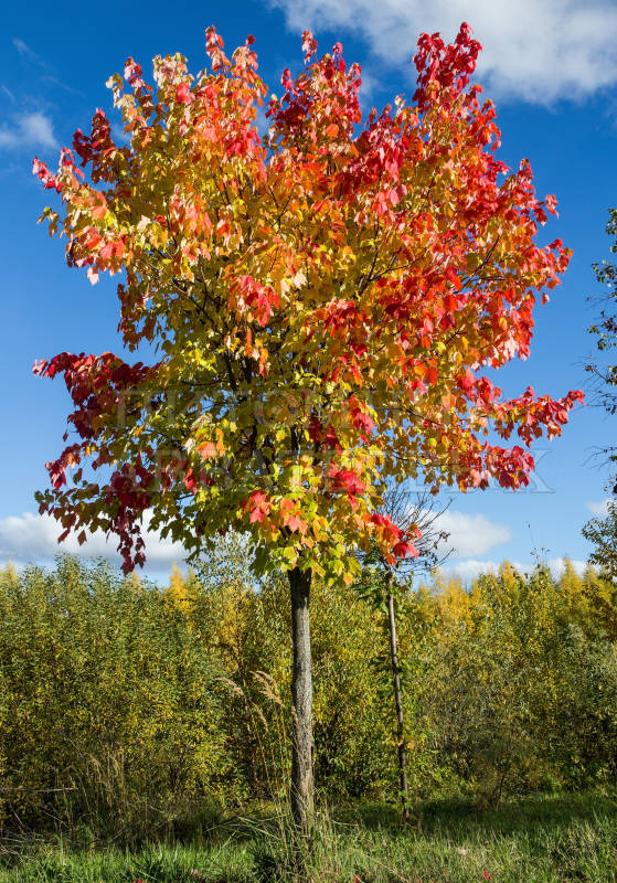 Дерево Клен Фото И Описание Листья
