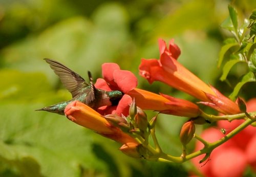 aesculus-ruby-throated-hummingbird-1