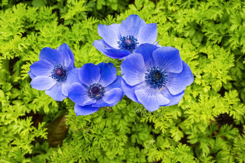 blue anemone coronaria flowers in full bloom