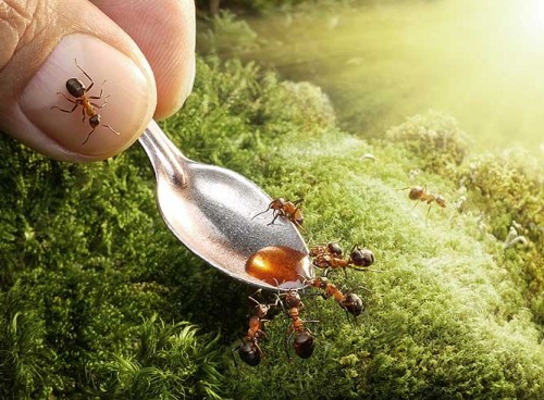 ants-honey