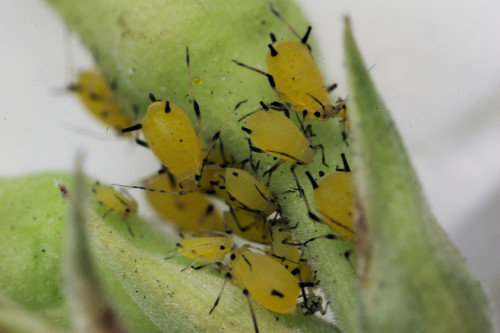 APHID_GROUP2.