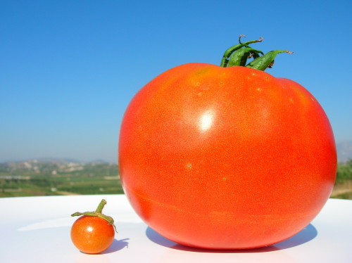 büyük domates-küçük-domates