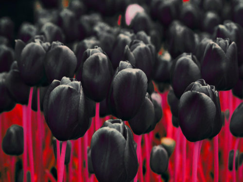 black_tulip_01.