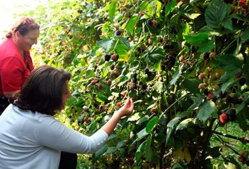 blackberry-plantation
