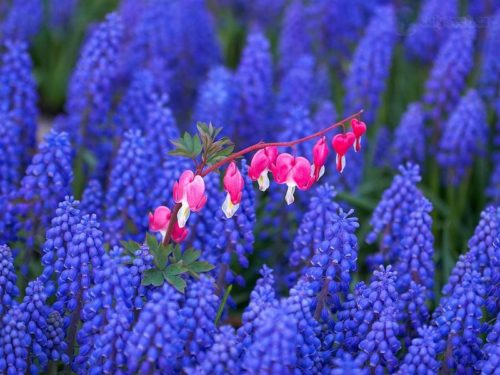 kanama-kalpleri - Üzüm-Hyacinths-Keukenhof-Gardens-Lisse-Holland