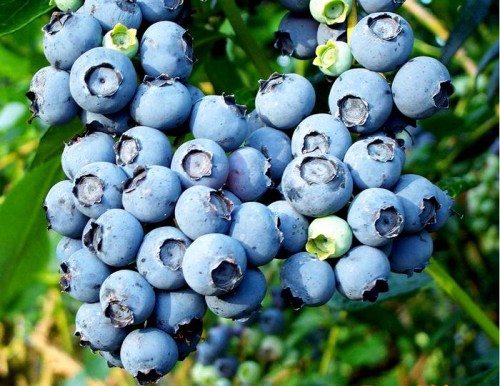 Blueberry_cluster.