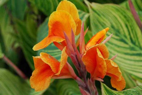 canna-flower-pictures-trees-and-flowers-pictures