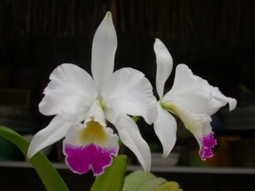 Орхидея каттлея уход