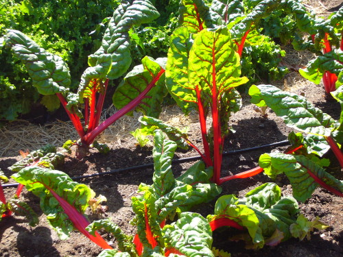 Chard_in_the_victory_Garden.