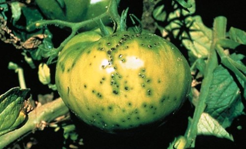 Chernaya-Bakternaya-Pyatnistost-Tomata