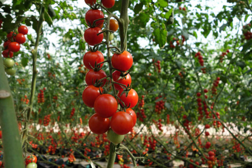 Açık yerde ağlayan kiraz domates