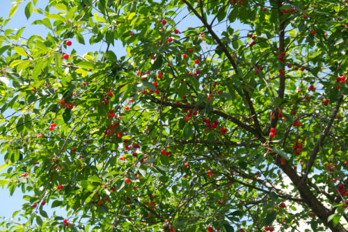 Cherry-tree