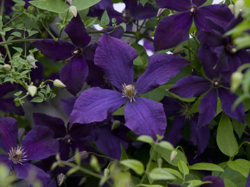 Clematis Purple (Vitelle) პოლონური სული