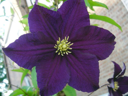 Clematis Purple (Vitelized) Viola
