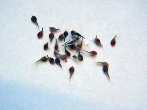 Clematis semien