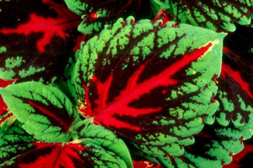 KONG COLEUS -- Among the hottest plants in the United States this spring is the new Kong coleus. While the demand may make it hard to find, the easiest opportunity to grab some will be the Jackson Garden and Patio Show.