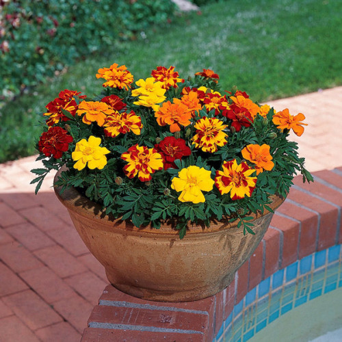 content_Marigolds-In-the-flowerbed3__econet_tr