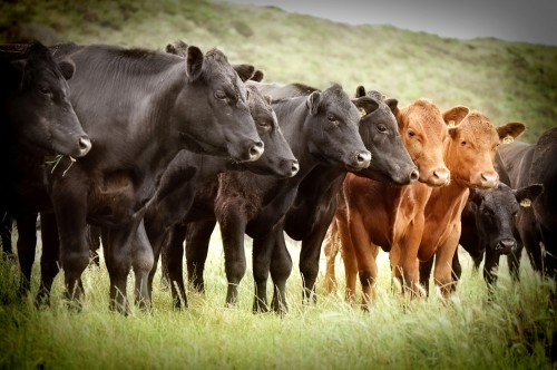 vacas en una línea