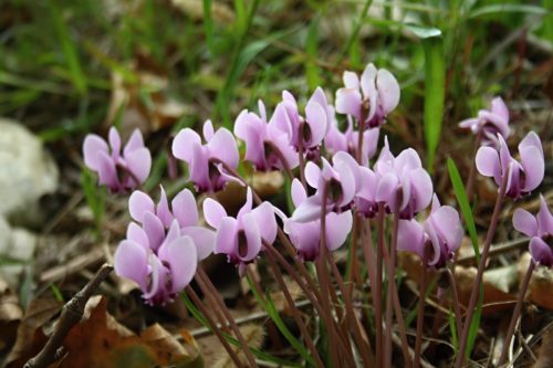 cyclamen-hederifolium_c.taklis_lyri.pelion_2011_1-500x333.jpg