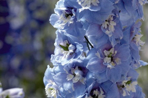 delphinium-elatum-magic-fountains-sky-blue-with-white-bee-k2500-1