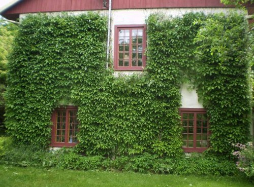 Девичий виноград на стенах дома