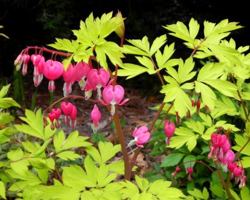 dicentra-Gold-Heart