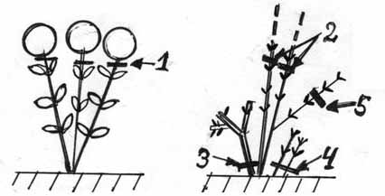 ხე Hydrangea. მარცხენა მორთვა შემოდგომაზე, მარჯვენა - გაზაფხული
