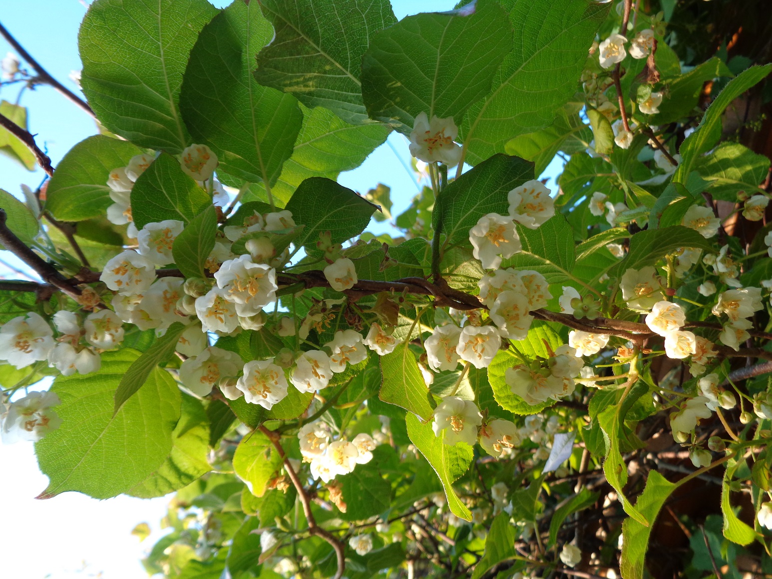 Лиана киви актинидия