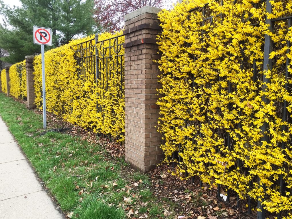 forsythia-yellow-flowering-hedge